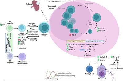 Frontiers | The Metabolic Plasticity Of B Cells